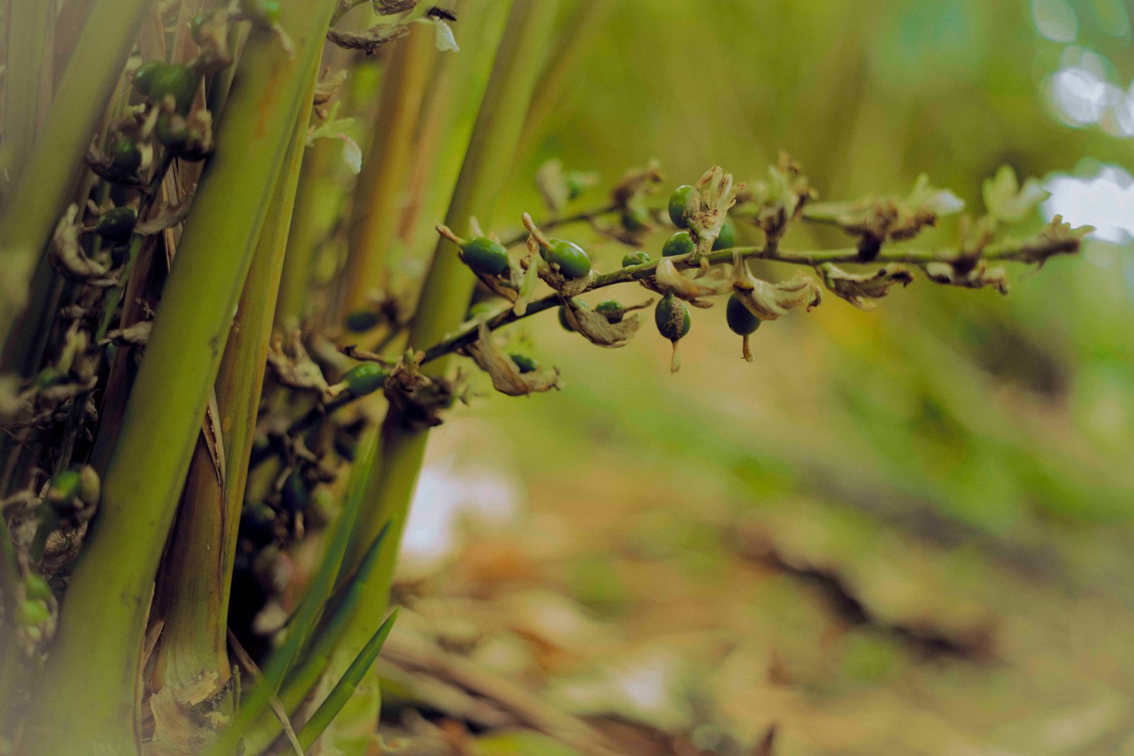 Cardamom plantation