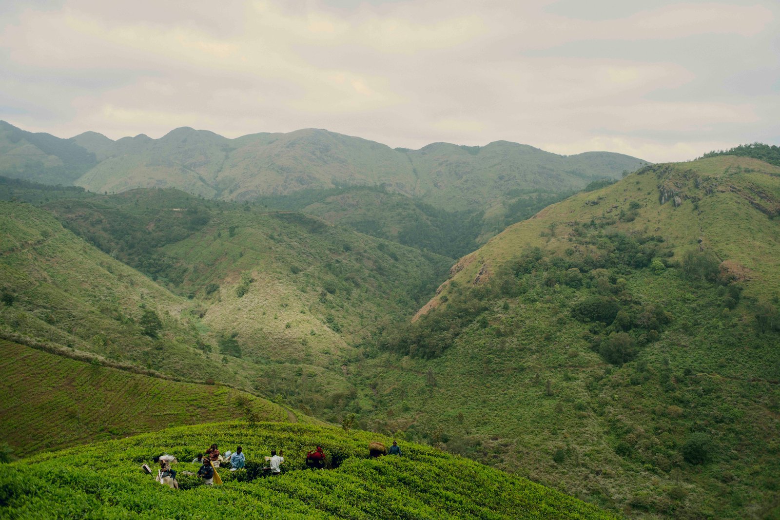 Tea gardens in Western Ghats