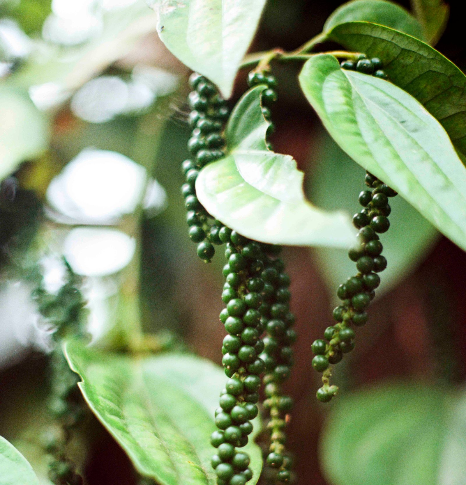 Black pepper vines