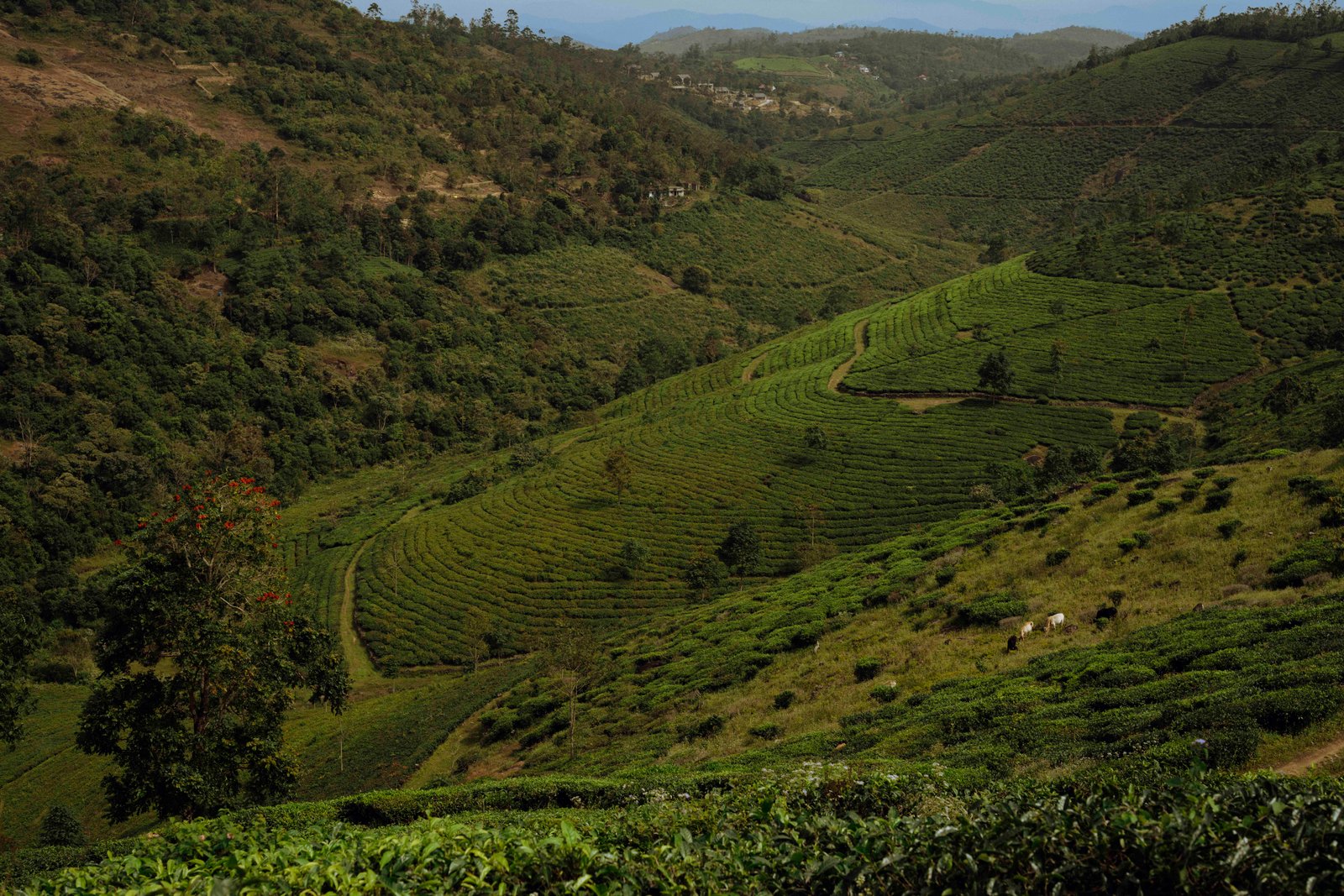 Western Ghats landscape