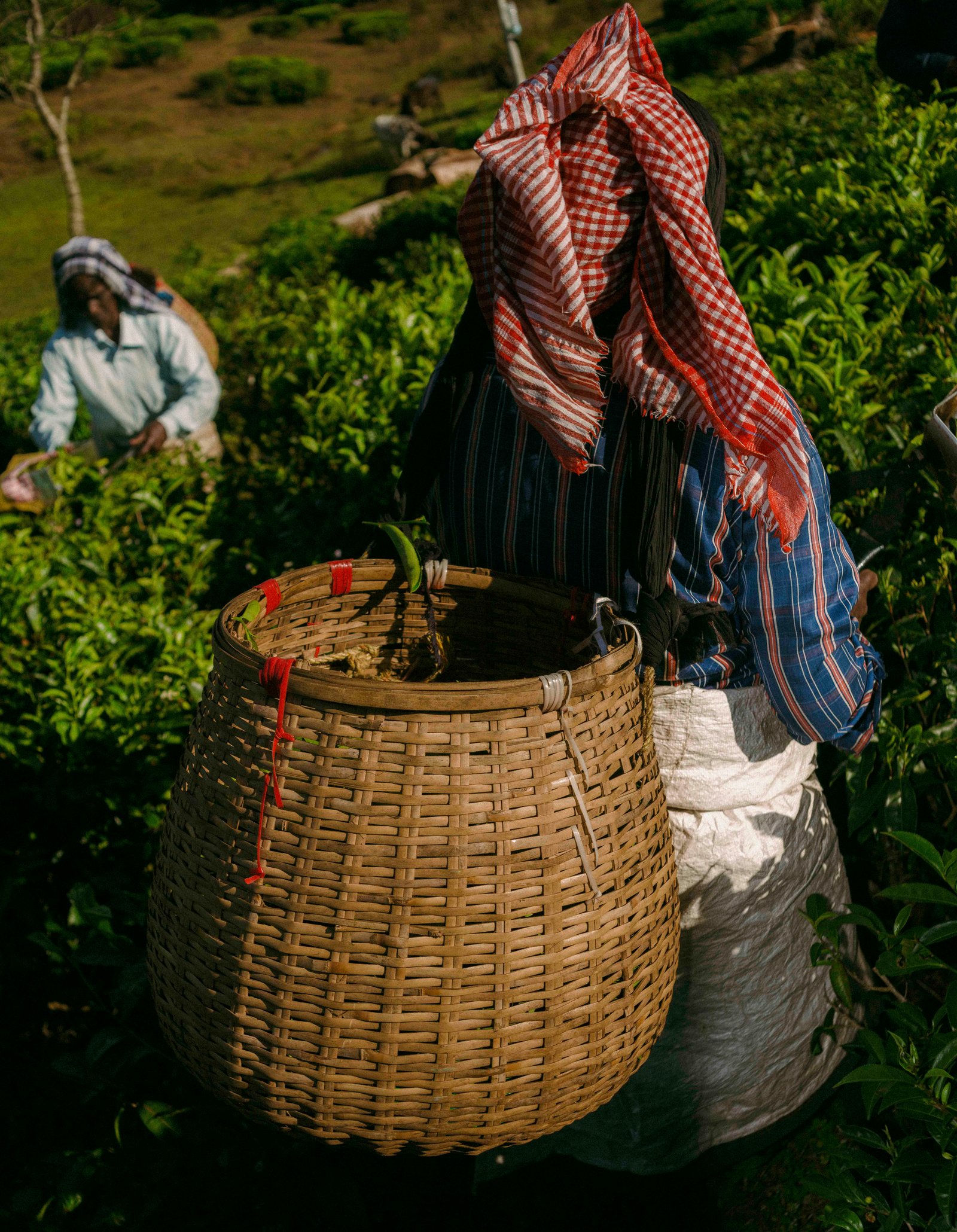 Tea plucking